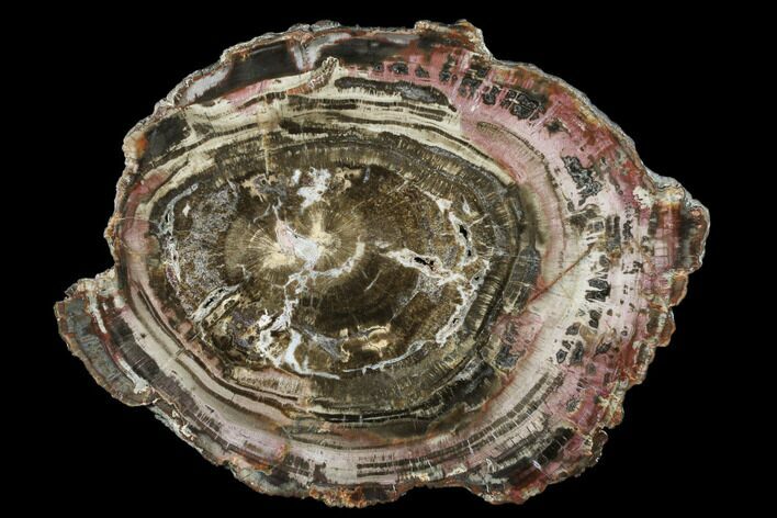 Triassic Petrified Wood (Araucaria) Round - Utah #174936